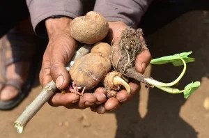 Varieties of indigenous potatoes growing in a single farm in Khadarshnong area, Meghalaya. photo NESFAS/ Annelier Bernhart