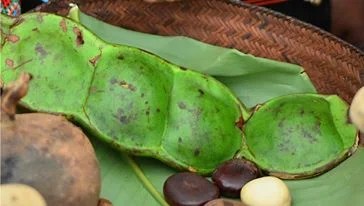 Aot: ka nub. The name is often translated as “giant jungle bean.” It grows on a tree with spreading branches that grows on riverbanks in dense forests in the East Khasi Hills district of northeastern India. It has the form of a beautiful broad bean, and is in fact also dried and hung in houses as decoration.